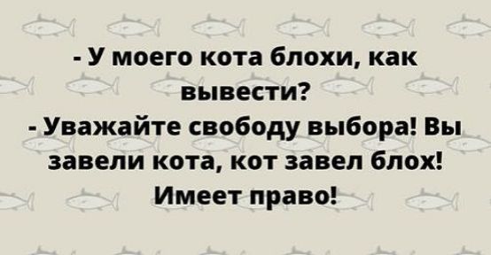 У моего кота блохи как вывести Уважайте свободу выбора Вы завели кота кот завел блох Имеет право