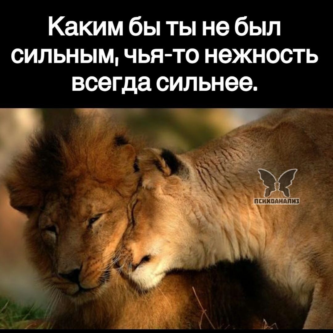 Каким бы ты не был сильным чья то нежность всегда сильнее г 3 Ё_ _