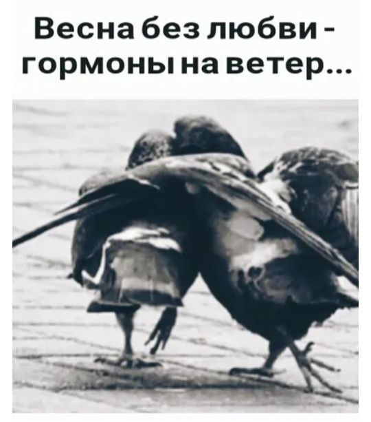 Весна без любви гормоны на ветер