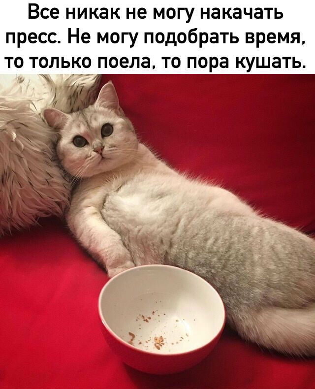 Все никак не могу накачать пресс Не могу подобрать время то только поела то пора кушать ъ
