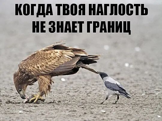 КПГдд ТВПП НАШПВТЬ НЕ ЗНАЕТ ГРАНИЦ