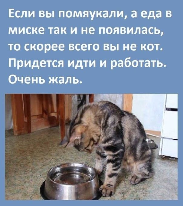Если вы помяукали а еда в миске так и не появилась то скорее всего вы не кот Придется идти и работать Очень жаль