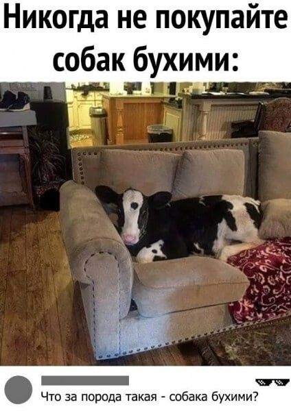 Никогда не покупайте собак бухими Что за порода такая собака бухими