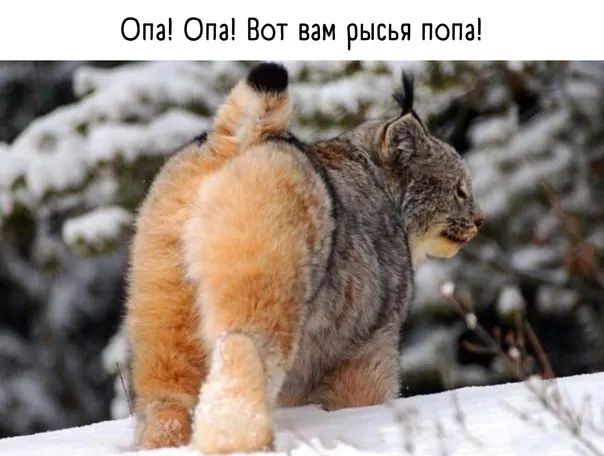 Опа Опа Вот вам рысья попа