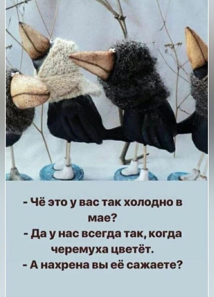 513 Ю Щ Чё это у вас так холодно в мае да у нас всегда так когда черемуха цветёт А нахрена вы её сажаете