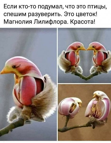 Если ктсно подумал что это птицы спешим разуверить Это цветок Магнолия Лилифлора Красота