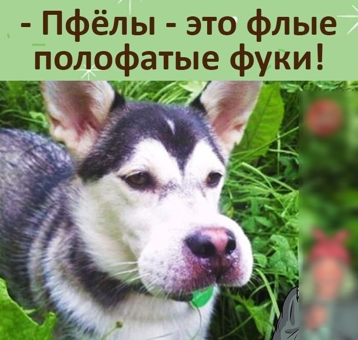 Пфёлы это флые Нолофатые фуки ті
