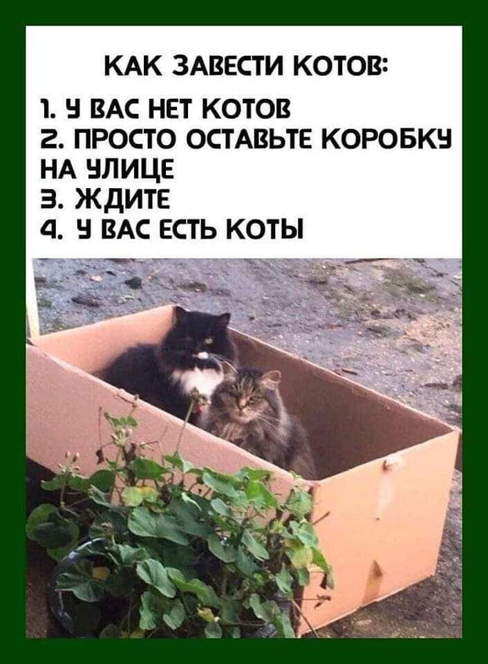 КАК ЗАВЕСТИ КОТОВ т в ВАС нет котов 2 просто ОСТАВЬТЕ коровки НА нлице з ждите д в ВАС есть коты