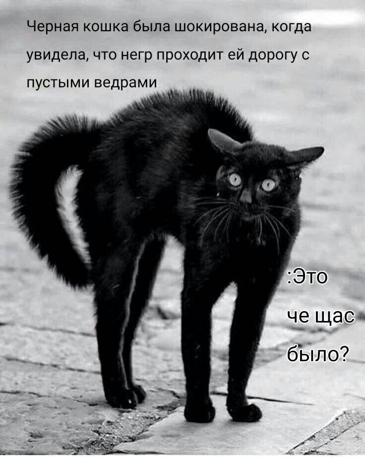 Черная кошка была шокирована когда увидела что негр проходит ей дорогу с пустыми ведрами щас _ было