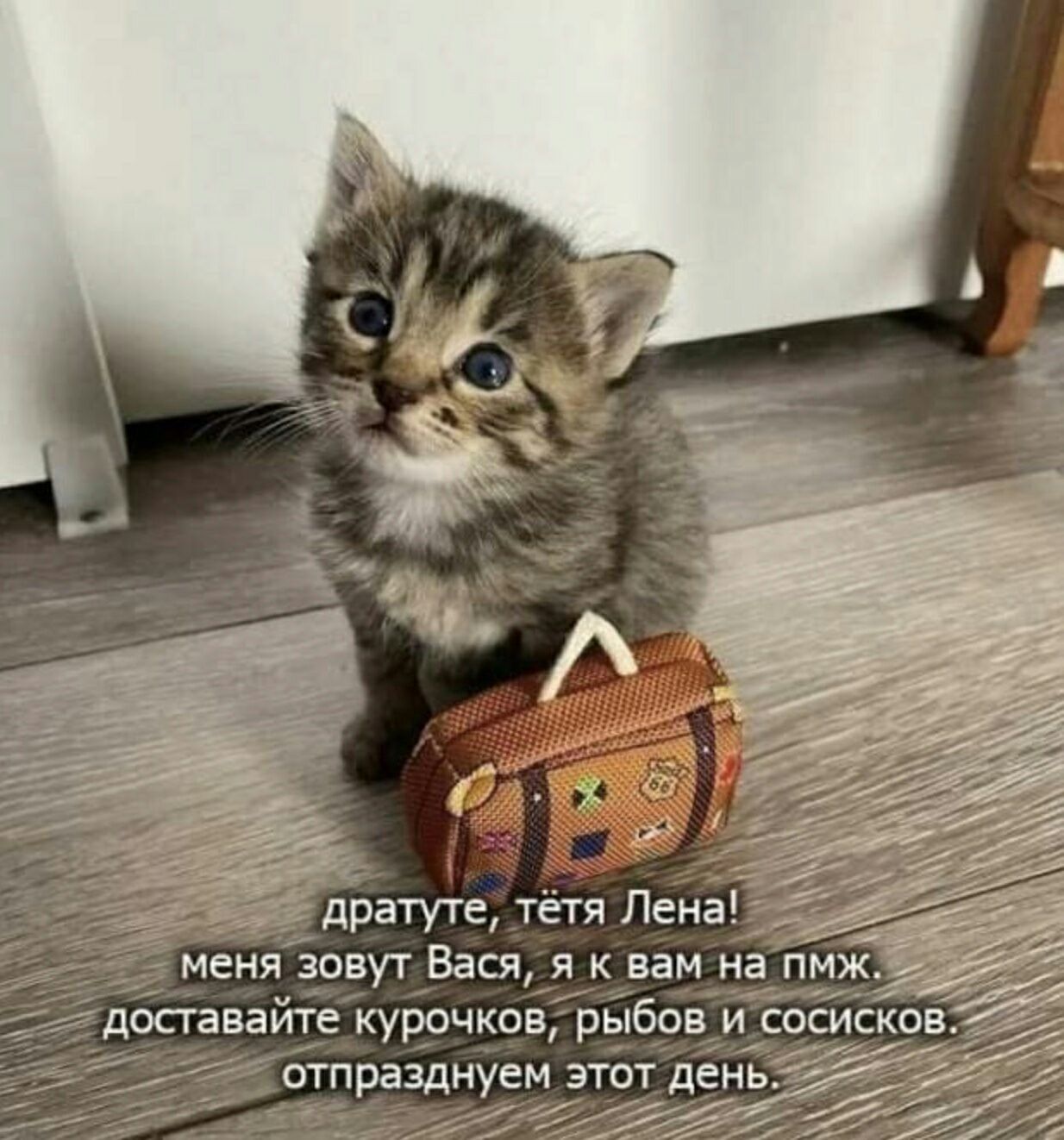 Песня у меня живет культурный кот нежное. Кот с чемоданом. Котенок с чемоданом. Котенок путешественник. Маленький чемодан с котиками.