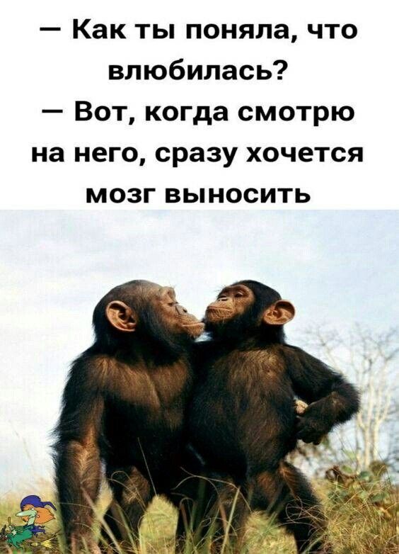 Как ты поняла что влюбилась Вот когда смотрю на него сразу хочется мозг выносить