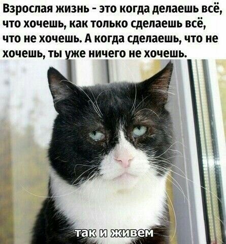 Взрослая жизнь это когда делаешь всё что хочешь как только сделаешь всё что не хочешь А когда сделаешь что не хочешь ты е ничего не хочешь ггг