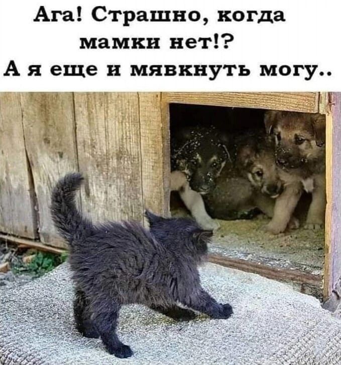 Ага Страшно когда мамки нет А я еще и мявкнуть могу