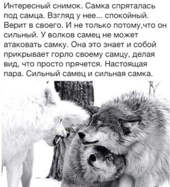 Интересный снимок Самка спряталась под самца Взгляд у нее спокойный Верит в своего И не только потомучто он сильный У волхов самец не может атаковать самку Она это знает и собой прикрывает горло своему самцу делая вид что просто прячется Настоящая пара Сильный самец и сильная самка гп