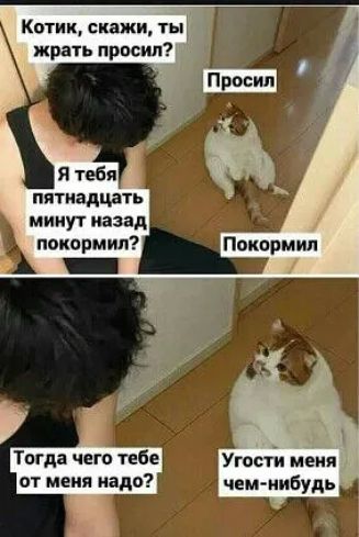Кптик скажи ты ПЯТНЗДЦЗТЬ МИНУТ назад покормип Угони мёия чем нибудь Тогда чего тебе от меня надо
