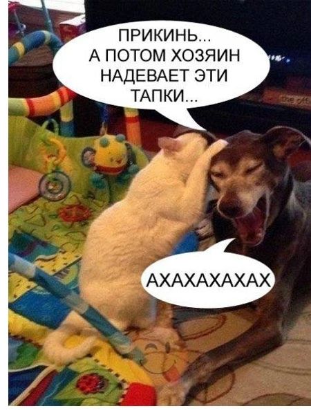 ПРИКИНЬ А ПОТОМ ХОЗЯИН НАДЕВАЕТ ЭТИ ТАПКИ АХАХАХАХАХ