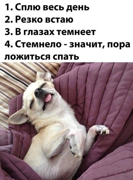 1 Сплю весь день 2 Резко встаю 3 В глазах темнеет 4 Стемнепо значит пора ложиться_ спать