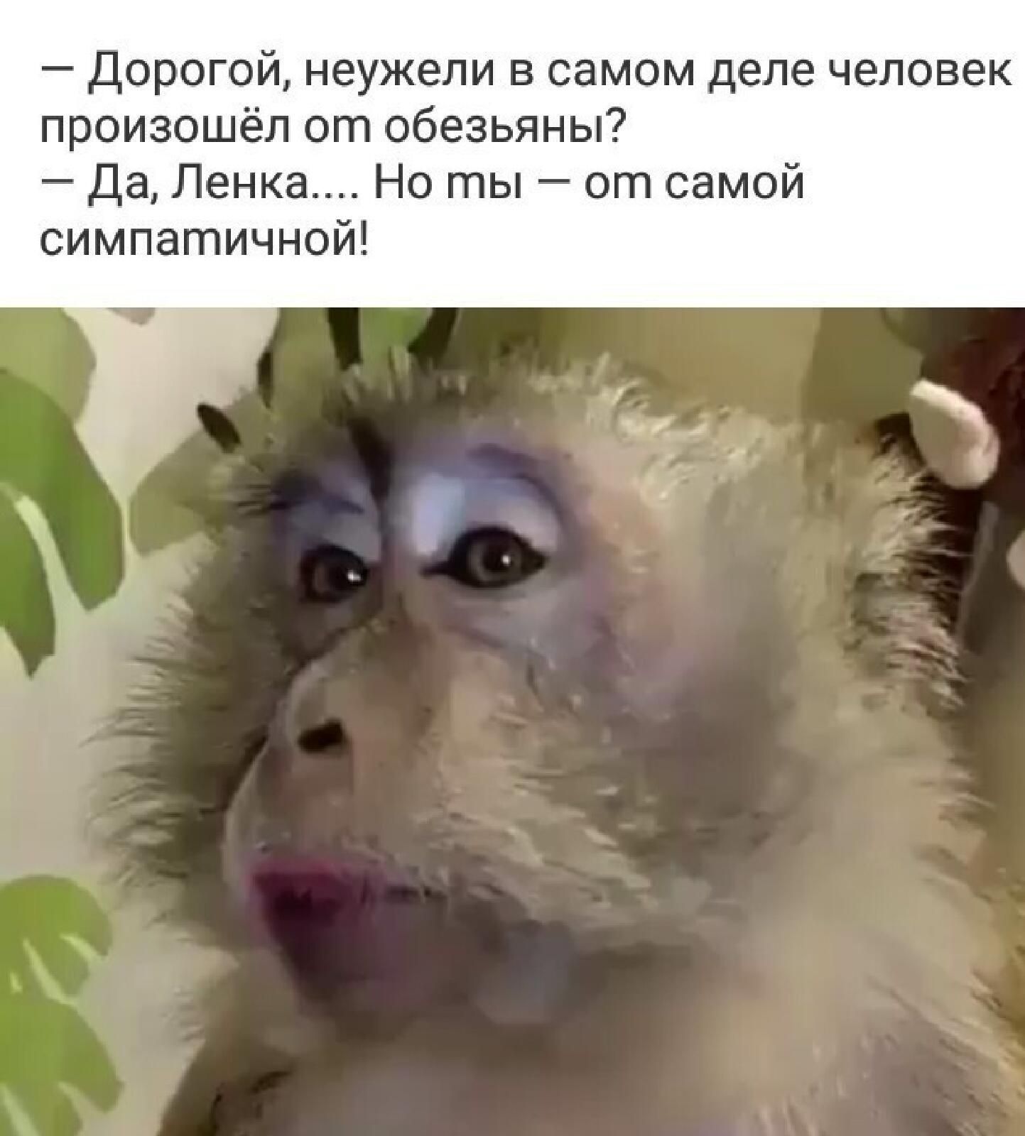 дорогой неужели в самом деле человек произошёл огп обезьяны да Ленка Но ты от самой симпатично