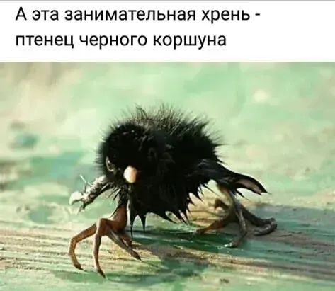 А эта ЭЭНИМЭТЕПЬНЭЯ хрень птенец черного КОрШУНЭ