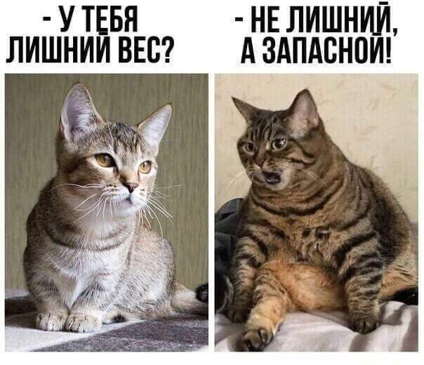 У ТЕБЯ НЕ ЛИШНИЙ ЛИШНИИ ВЕС А ЗАПАВНПИ