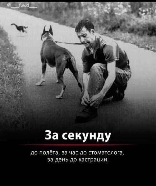 За секунду до полёта за час до стоматолога за день до кастрации