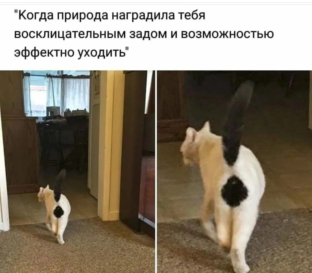 Когда природа наградила тебя восклицательным задом и возможностью эффектно уходить