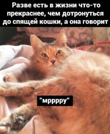 Разве есть В ЖИЗНИ ЧТО ТО прекраснее чем дотронуться до спящей кошки а она говорит _ д