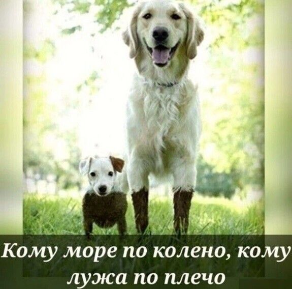 Кому море по колено кому л жа по плечо