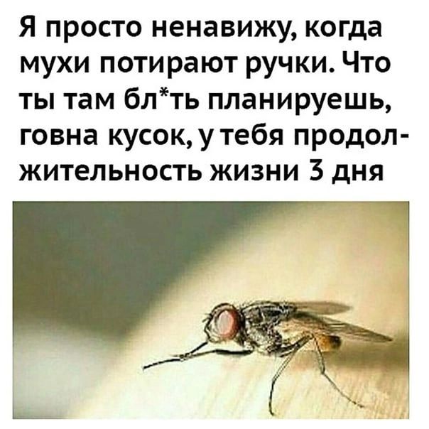 Я просто ненавижу когда мухи потирают ручки Что ты там блть планируешь говна кусокутебя продол жительность жизни 3 дня