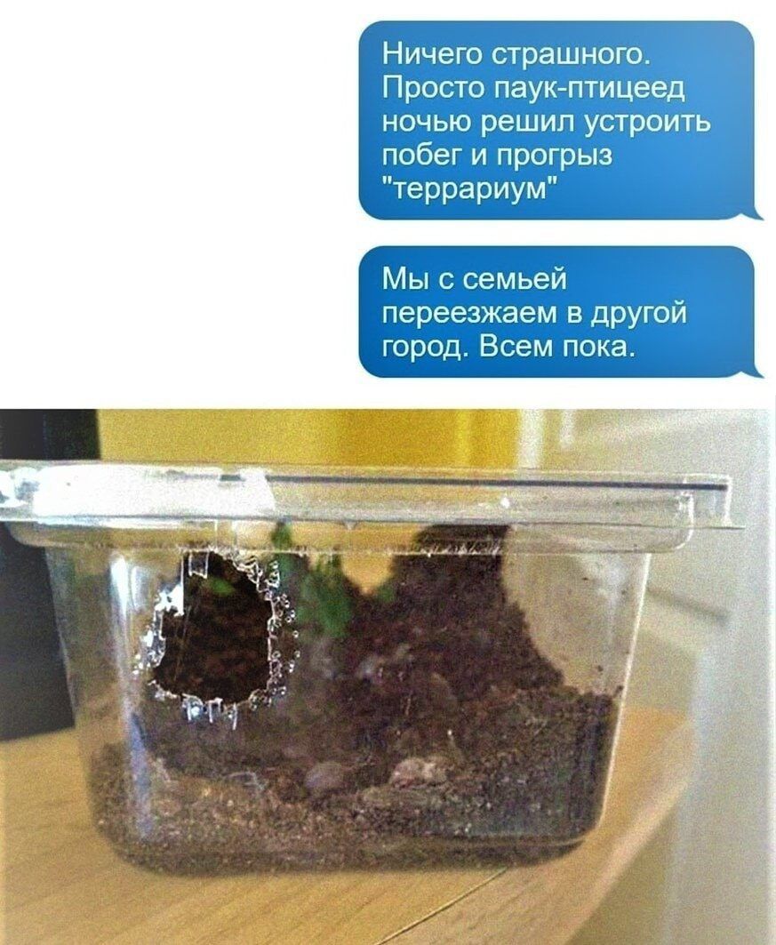 Ничего страшного Просто пауигптицеед ничью решил устроить п _ г и прогрыз террариум мьеи перт чаем другой нэрод в мпоиа