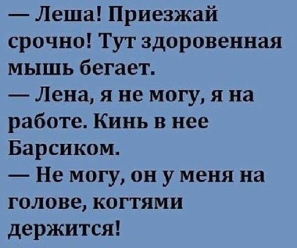 Леша Приезжай срочно Тут здоровенная мышь бегает Лена я не могу я на работе Кинь в нее Барсиком Не могу он у меня на голове когтями держится