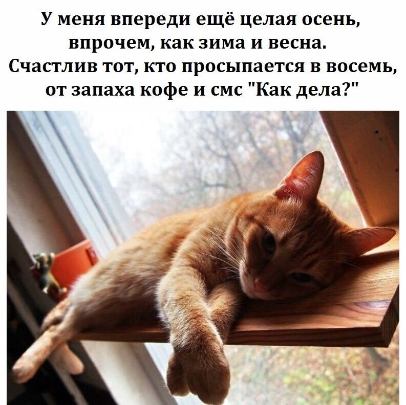 У меня впереди ещё целая осень впрочем как зима и весна Счастлив тот кто просыпается в восемь от запаха кофе и смс Как дела