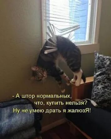 _л А штор нормальных _ что купить нельзя Ну не умею драть я жалюзЯ