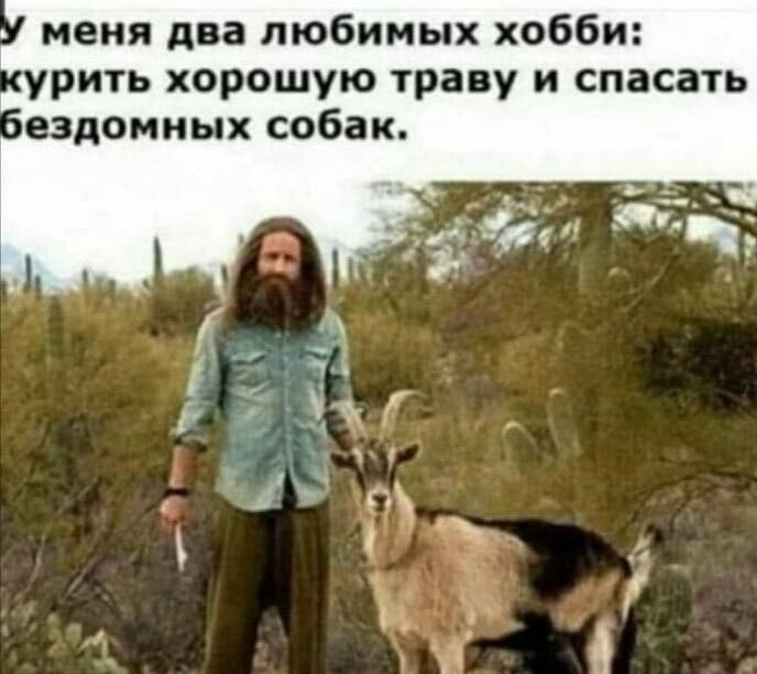 меня два любимых хобби урить хорошую траву и спасать ездомных собак