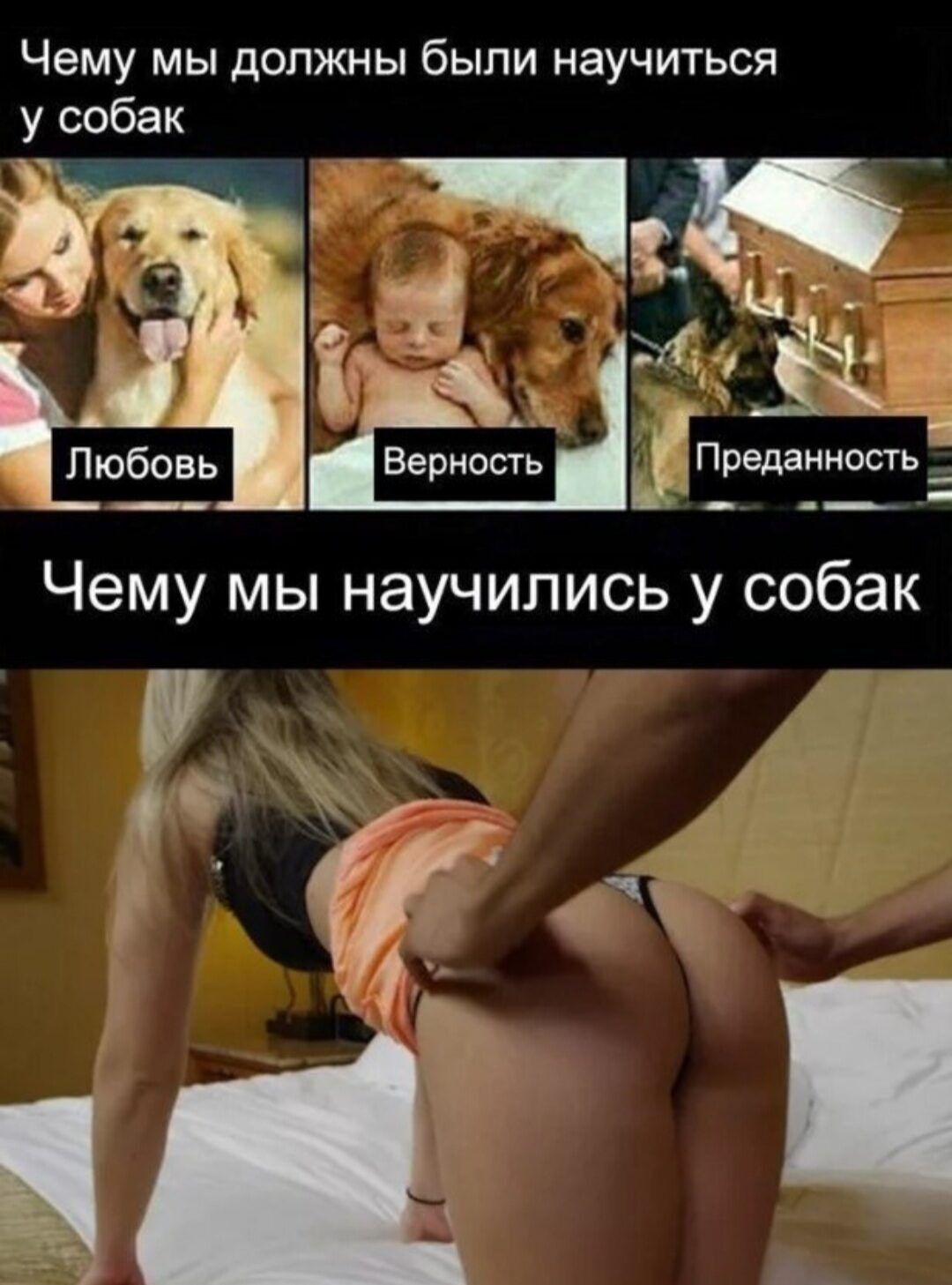 Чему МЫ ДОЛЖНЫ бЫПИ НЗУЧИТЬСЯ у собак чд Верность Преданность Ъюбоеьі Чему мы научились у собак О КЁ_