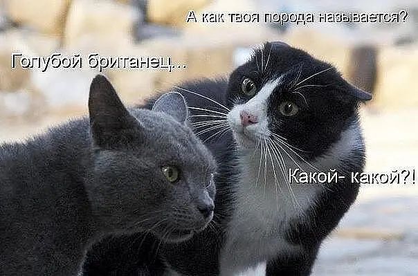 _ вия под и Гопубои бр