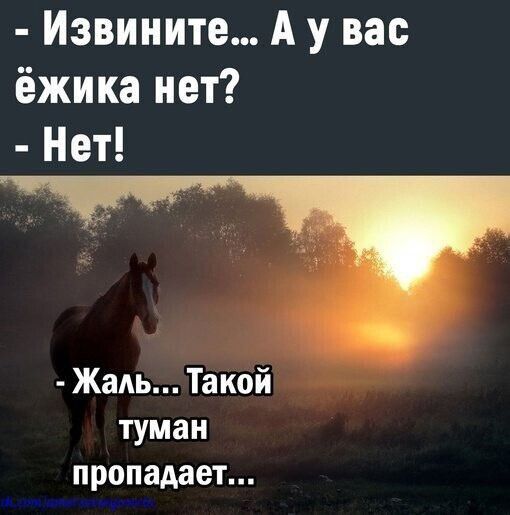 Извините А у вас ёжика нет Нет Жаль Такой туман пропадает