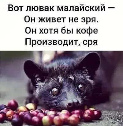 Вот лювак малайский Он живет не зря Он хотя бы кофе Производит сря
