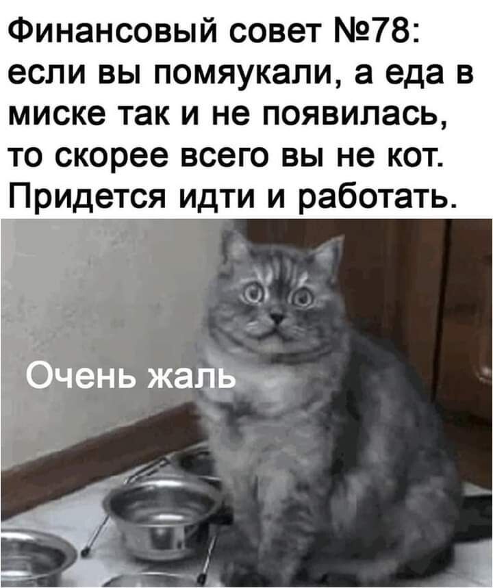 Финансовый совет 78 если вы помяукали а еда в миске так и не появилась то скорее всего вы не кот Придется идти и работать