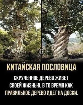 киТАИскдя ппсппВиЦА БКРУЧШНПЁ ПЕРЕВП ЖИВЕТ своей ЖИЗНЬЮ ВТП ВРЕМЯ КАК ПРАВИЛЬНОЕ ЛЕРЕВП ИДЕТ НА ЛШЖИ