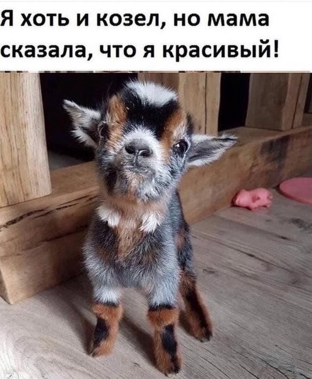 Я ХОТЬ И КОЗЕЛ НО мама сказала ЧТО Я красивый