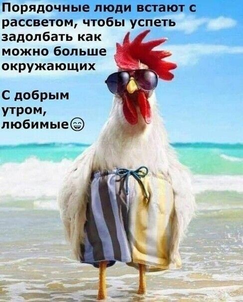 Порядочные люди встают рассветом чтобы успеть задолбать как можно больше окружающих С добрым утром любимые