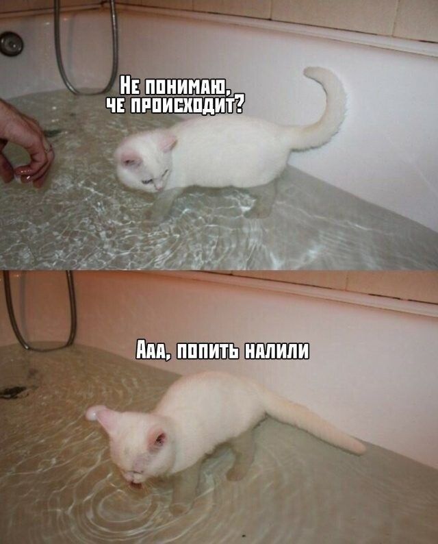 гшииш ч п пипипдит