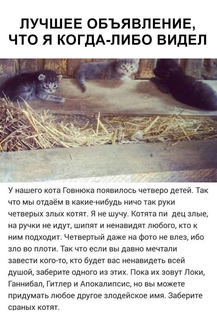 ЛУЧШЕЕ ОБЪЯВЛЕНИЕ ЧТО Я КОГДА ЛИБО ВИДЕЛ У нашего кота Говнюка появилось четверо детей Так что мы отдаём какиетнибудь ничо так руки четверых злых катят я не шучу Котята пи дец злые на ручки не идут шипят и ненавидят любого кто ним подходит Четвертый даже на фото не влез ибо зпо во плоти Так что если вы давно мечтали завести кстати кто будет вас ненавидеть всей душой заберите одного из этих Пока их