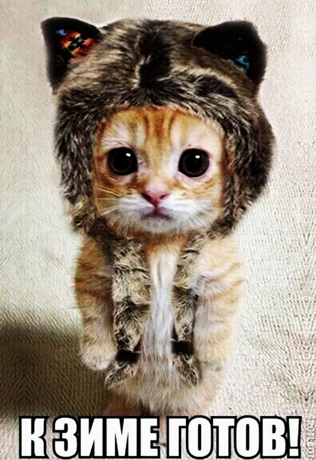 щ чц _ Г нзимвоов