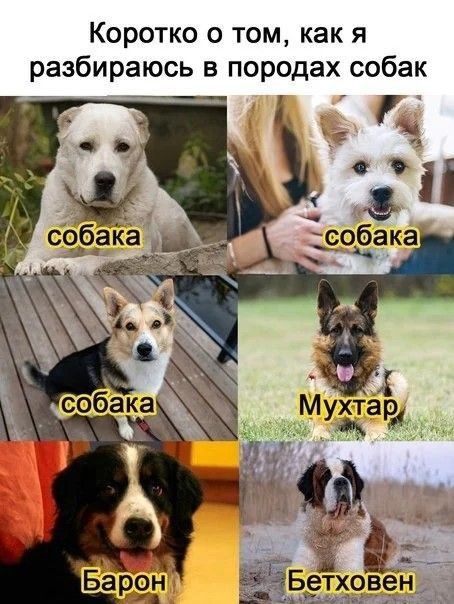 Коротко о том как я разбираюсь в породах собак г