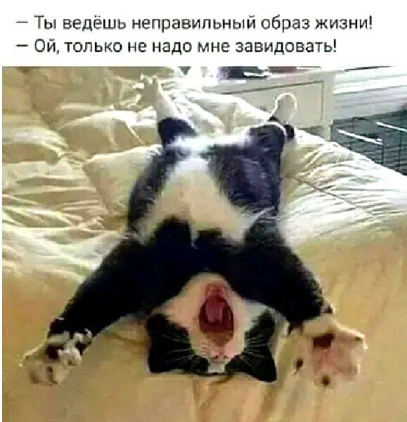 7 Ты ведешь неправильный образ жизни Ой только не надо мне завидовать тт