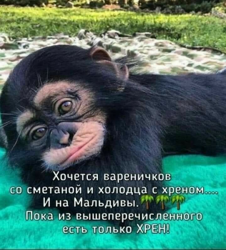Хочется вареничков со сметаной и холодца с хреном И на Мальдивы Пока из вышеперечисленного есть только ХРЕН