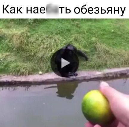 Как наесть обезьяну