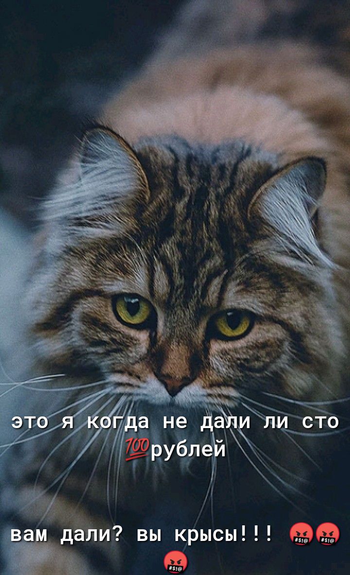 ііі дёли вы крысы 4235